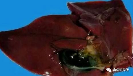 小鹅瘟疫为什么这么严重,小鹅苗近期生病是什么原因