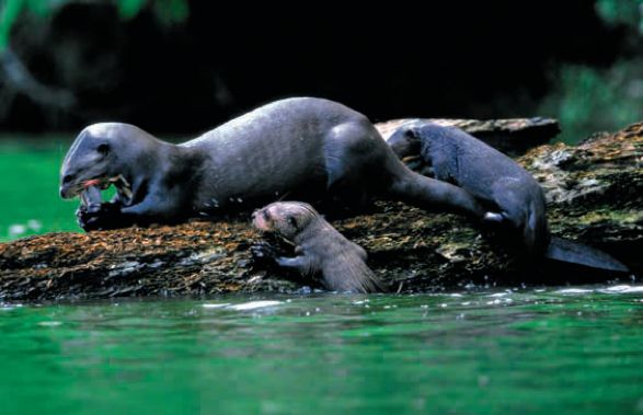 遇到野牛该如何保护自己,遇到美洲野牛怎么办