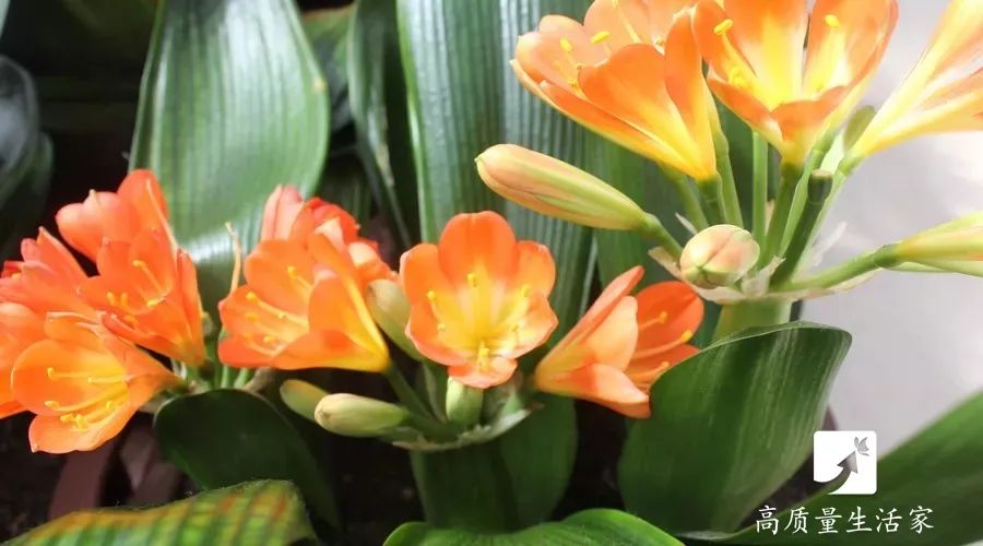 啤酒倒入食盐里会怎样,啤酒倒进食盐里能怎样啊