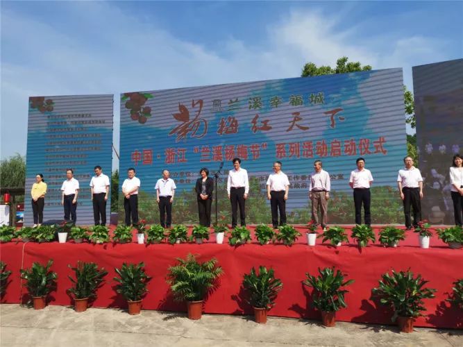 兰溪东魁杨梅采摘时间,兰溪杨梅红了