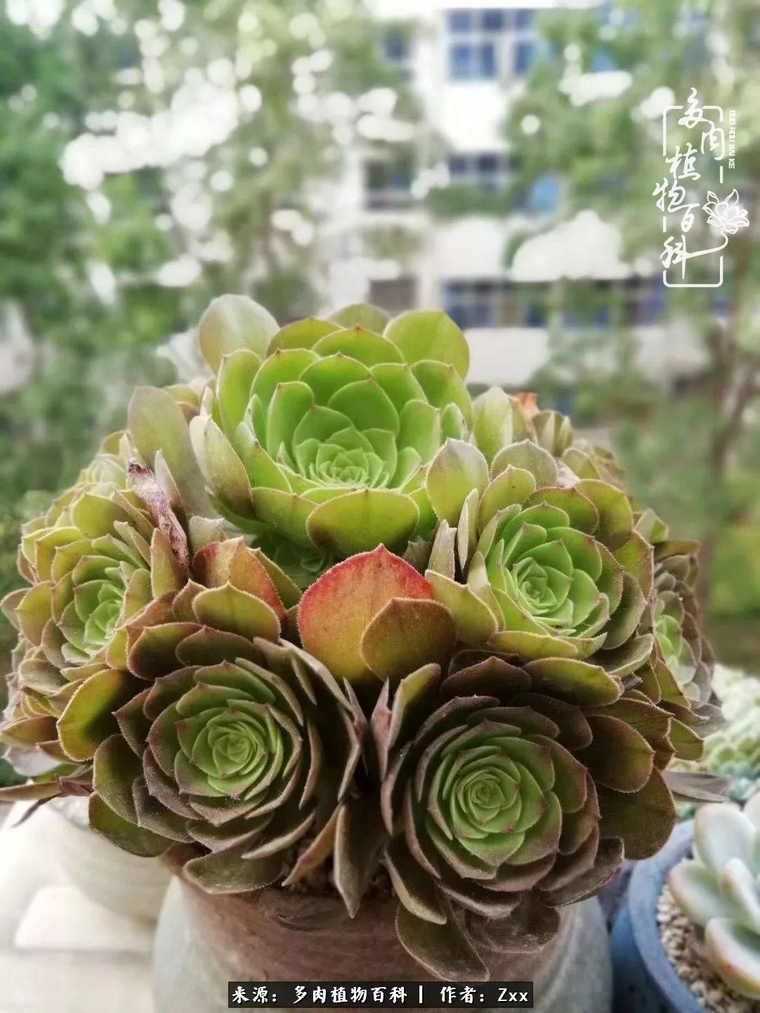 多肉怎么才能养得又美又胖,多肉的特点20个字