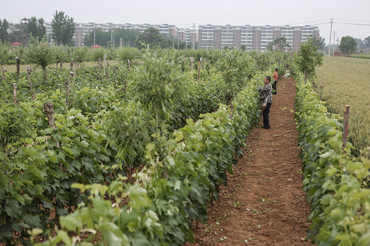 46年扎根河北曲周他们把“老碱窝”变成“米粮川”