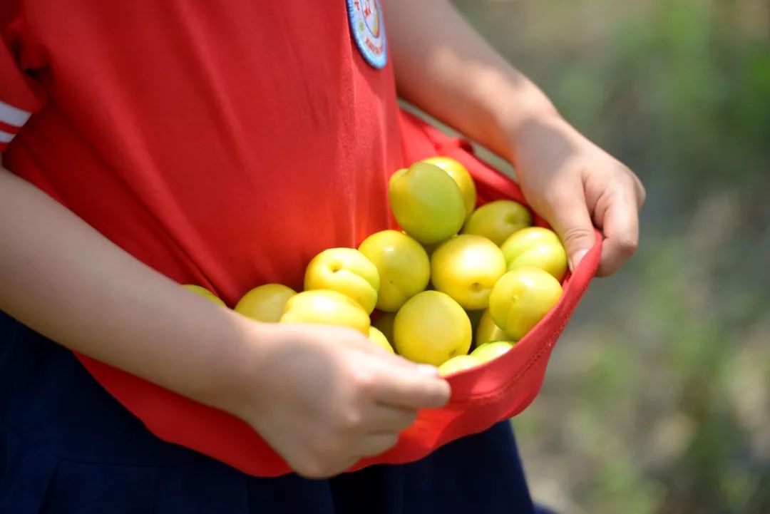 果期仅15天，*安泰**半野生珍珠杏！一口咬下满满桂花香，从牙齿蜜甜到腰！|吃货精选