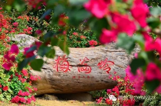 今年的杨梅哪里有采摘的,端午节摘杨梅的地方