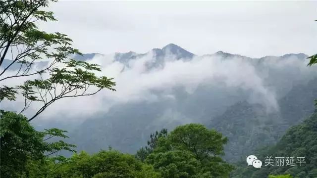 今年的杨梅哪里有采摘的,端午节摘杨梅的地方