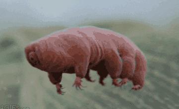 世界上最长寿的五种动物,养动物可以长寿