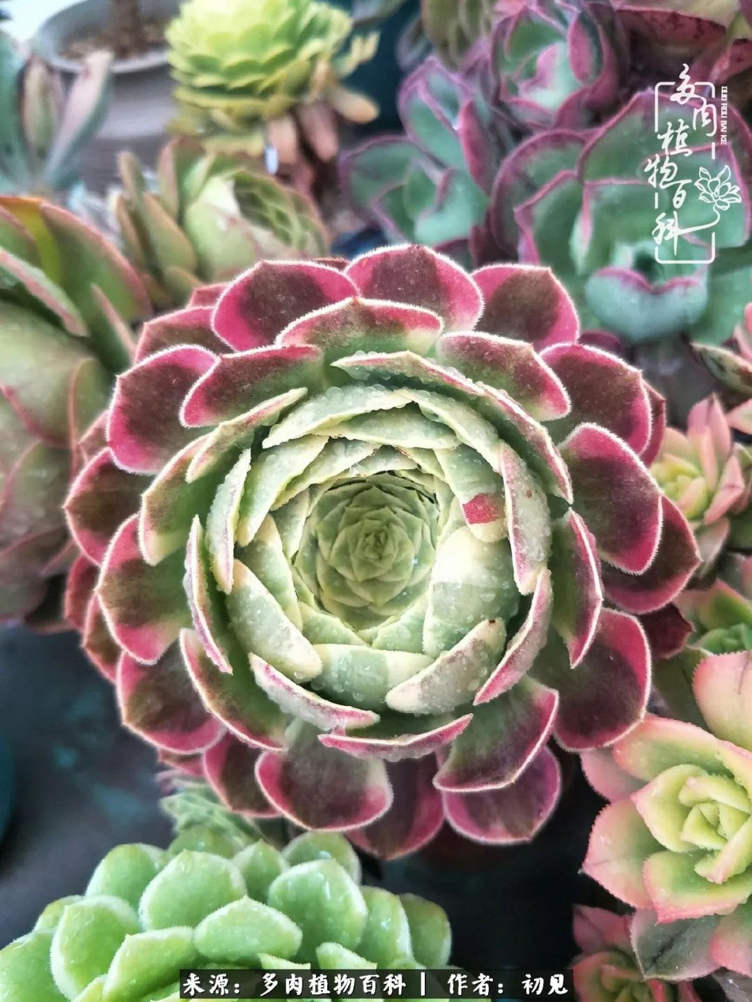 紧张的高三生活也需要适度的放松,紧张焦虑高考