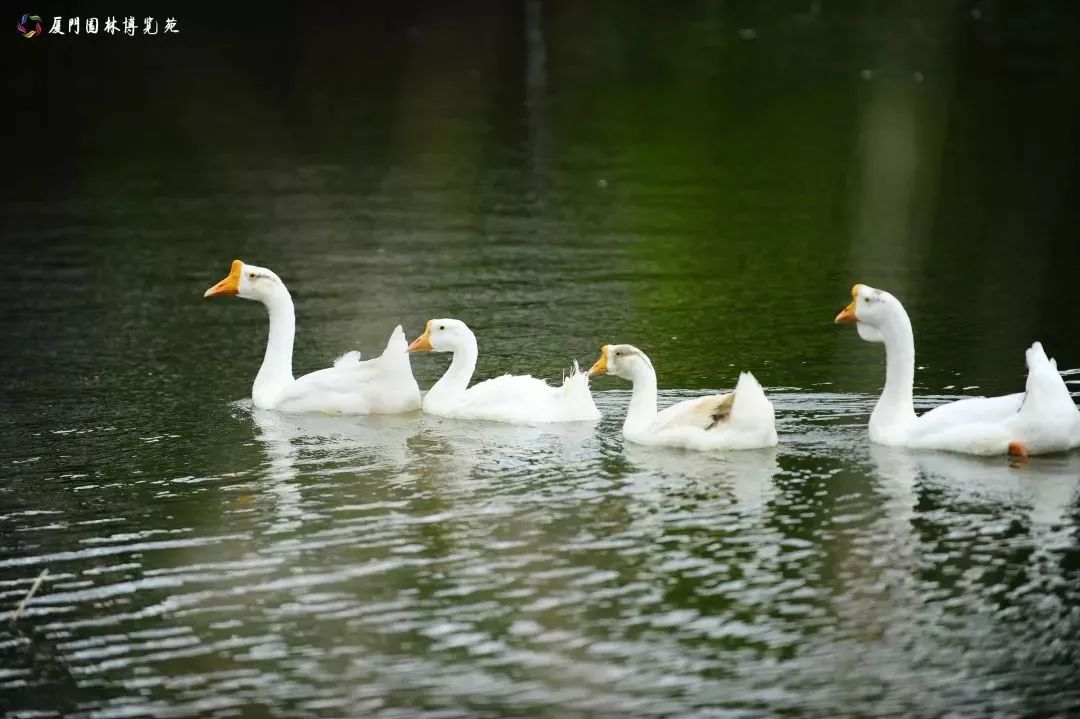 厦门适合带孩子去玩的地方推荐,厦门6月份哪里好玩