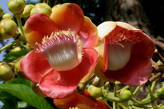 纳尼有假的吗,世界上真的有炮弹树吗