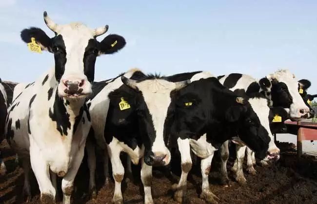 喂奶牛的方法,喂小奶牛奶粉的方法