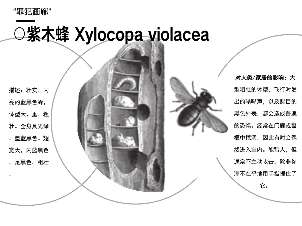 跳蚤被国王当成宠物来养,养个跳蚤当宠物