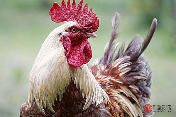 1969年属鸡男和属鸡女相配吗,1969年男属鸡与1981年女属鸡婚配