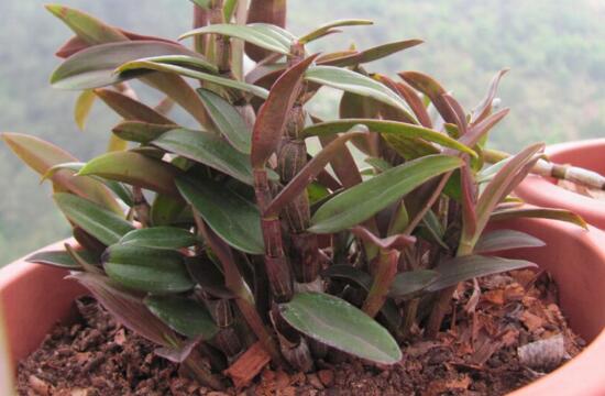 石斛怎么用才能养好,养石斛怎么养最好石斛才不死