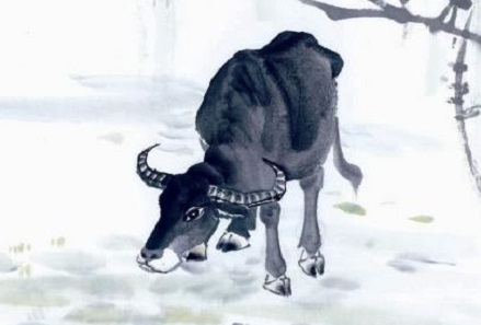 1985年属牛男2019年的婚姻运势,1985年出生的属牛人2019年运势