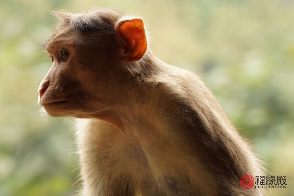 1992年属猴女和1992年属猴男,1992年属猴男一生婚姻