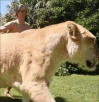 体重319公斤温柔巨兽 (319公斤的温柔巨兽)