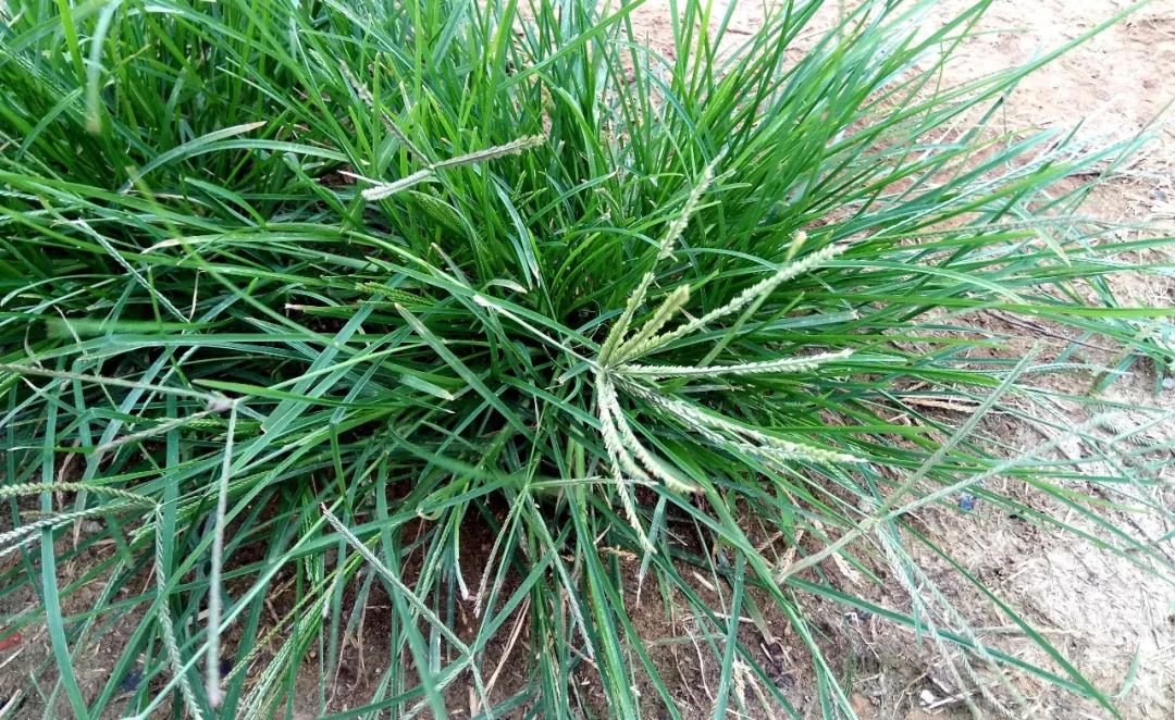 玉米苗前封闭除草剂哪种最好,乙莠玉米苗前专用封闭除草剂