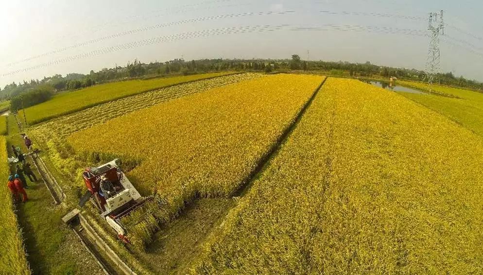 今年夏粮再获丰收,夏粮丰收在望