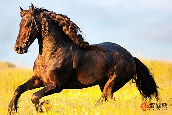 90年属马男的婚姻状况怎么样,54年属马的与属马的婚配如何