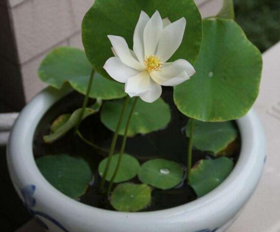 碗莲苗怎么入土,碗莲入土后怎么养