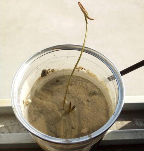 碗莲苗怎么入土,碗莲入土后怎么养