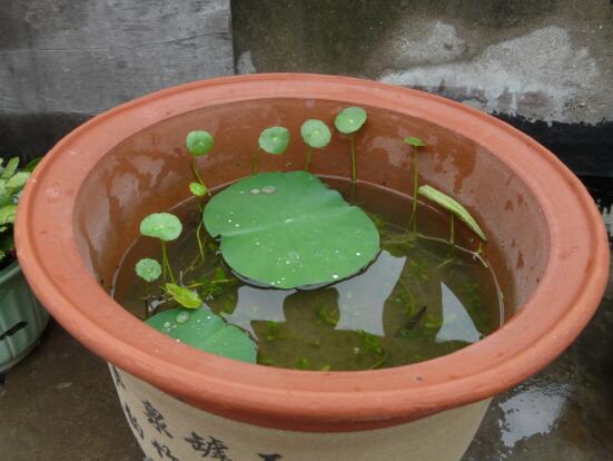 碗莲苗怎么入土,碗莲入土后怎么养