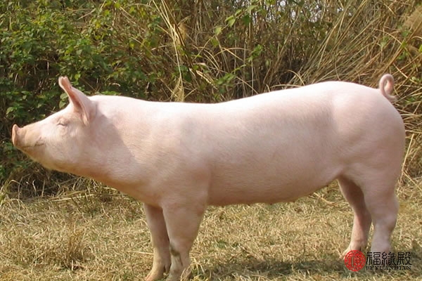 1995年属猪女2024运势婚姻,1995年属猪和1994属狗婚姻