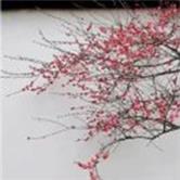 山鹰纸业股票股吧评论,山鹰纸业股吧山鹰国际2019年报