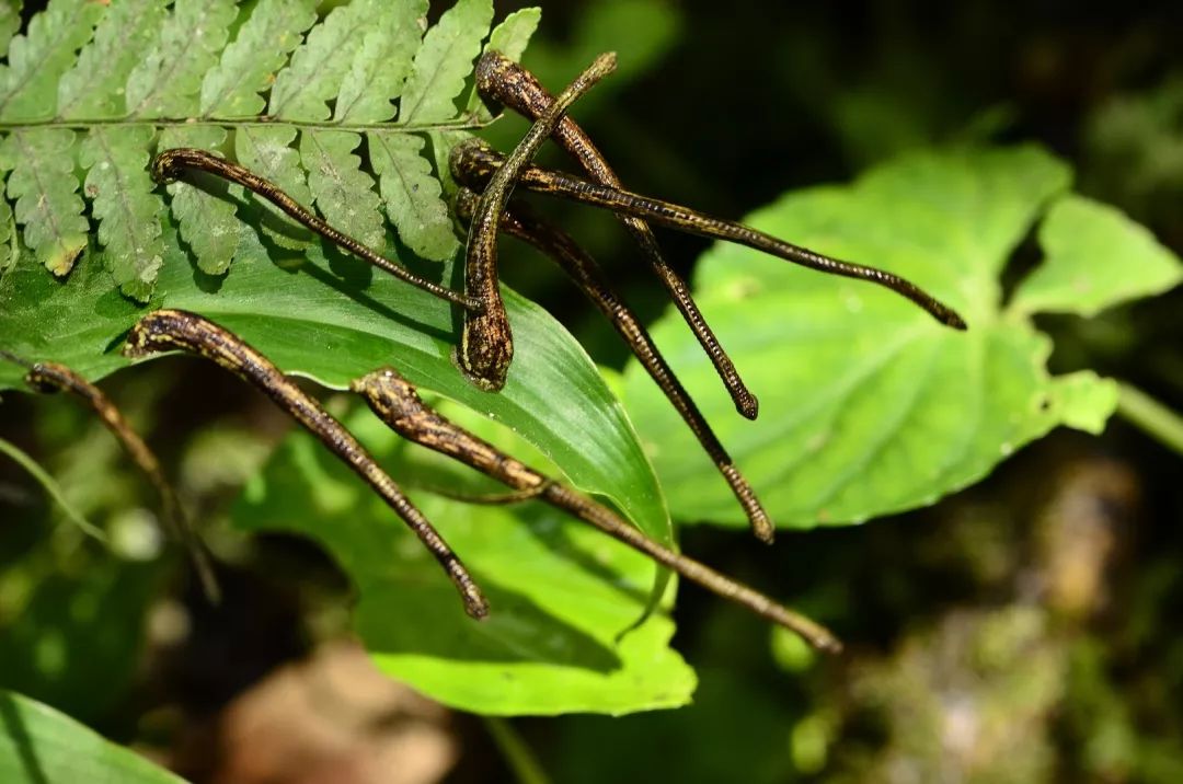 和隐翅虫差不多的黑色吸血虫,少见的吸血虫