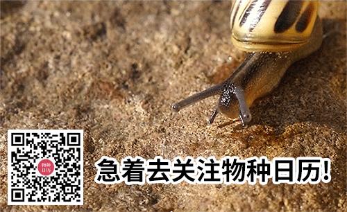 一些吸血的昆虫蜱虫,好多小虫子吸血