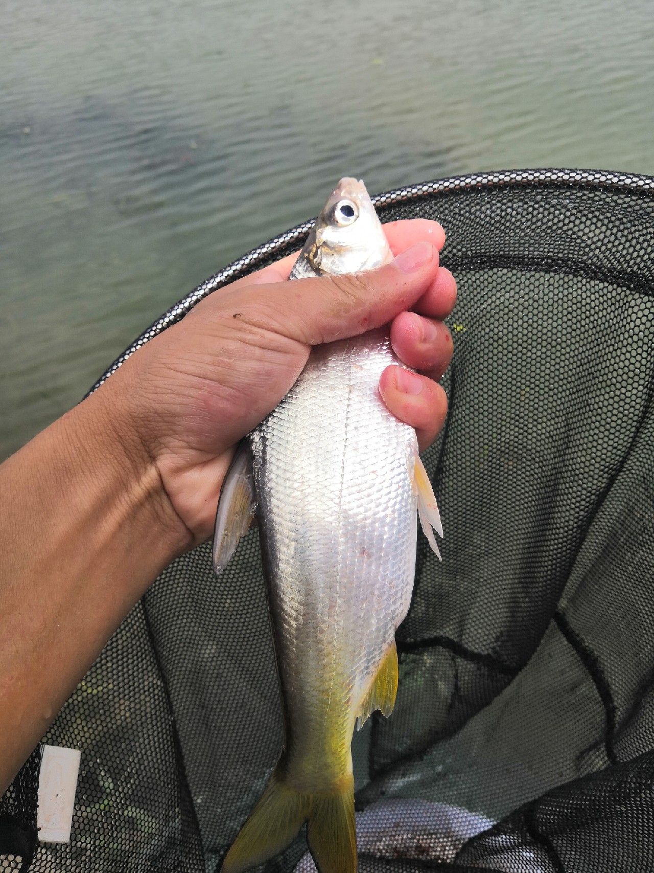 首钓笤溪钓位全靠枪逛拉逆鱼兼钓获多鱼种~