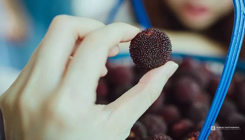 这座跟着周杰伦空降热搜的杨梅味小城,休渔期也能让你吃得满嘴鲜