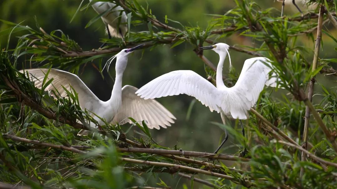 沙家浜风景区十一月免费门票,沙家浜景区双人门票
