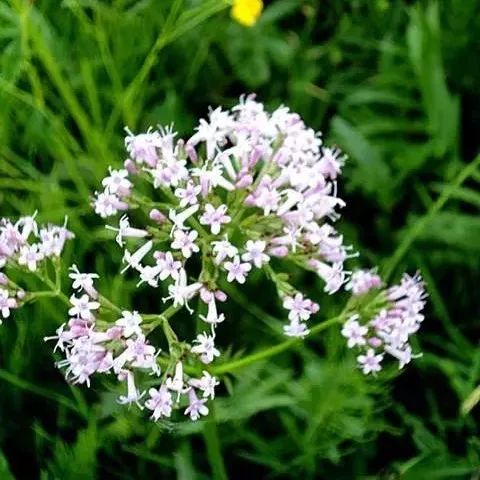 旅发大会沽源,张家口沽源旅发大会