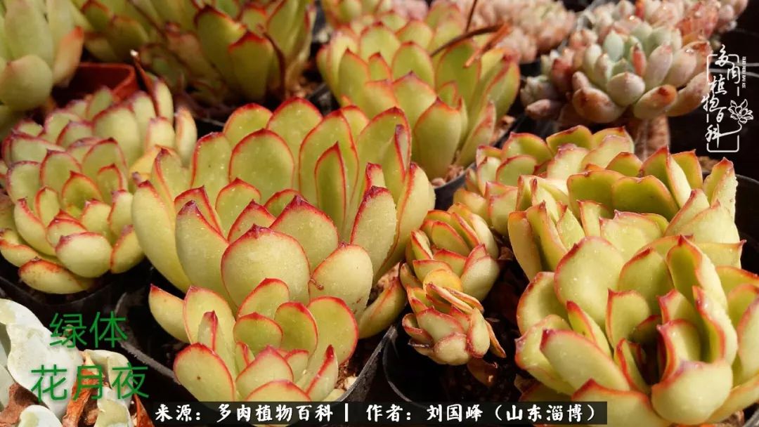 高温天气怎么养护多肉花,新手夏天养多肉5个保命秘籍