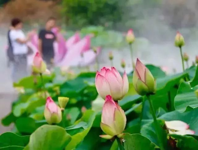 小荷已露尖尖角！陕西这5个清新荷塘雨中沁香，朦胧又诗意~