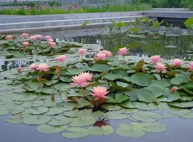 上海赏荷花最好的地方,上海秋冬拍荷花最佳地点