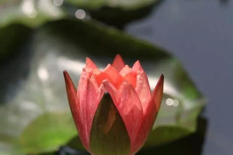 上海赏荷花最好的地方,上海秋冬拍荷花最佳地点