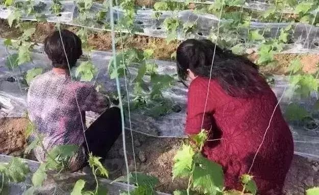 地膜用什么效果最好,不同颜色的地膜的作用