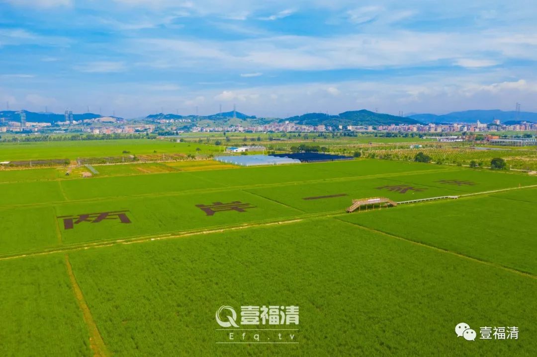 福建两岸融合发展新闻发布会,福建新闻联播水稻制种