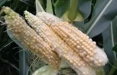 玉米是浅种好还是深种好,玉米是深耕好还是浅耕好