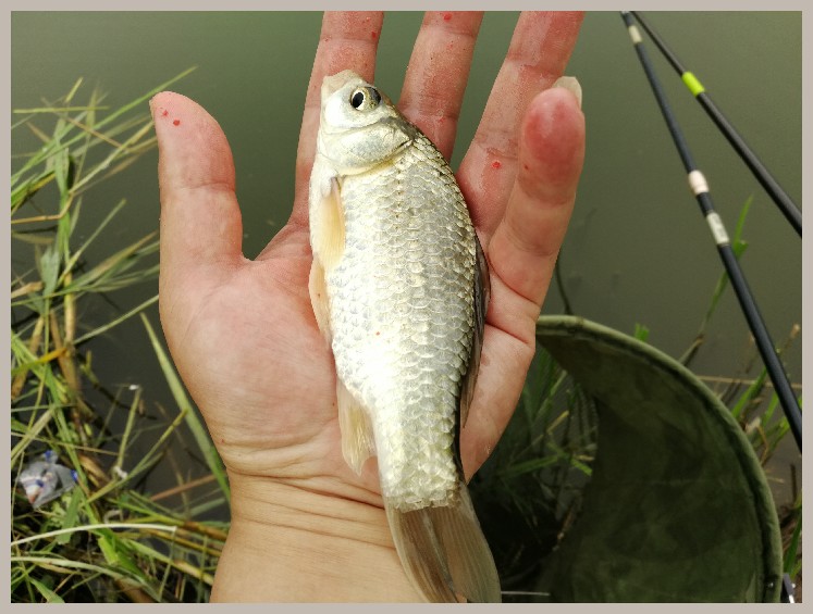 狂拉餐条,狂拉餐条鱼视频