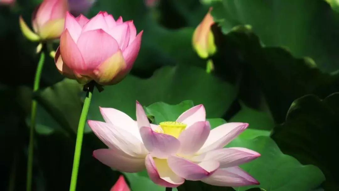 醉美荷花季,醉美荷花花海图片