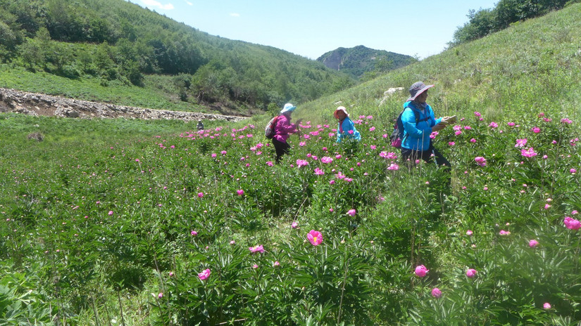 美丽芍药谷,云雾缭绕人间仙境芍药谷