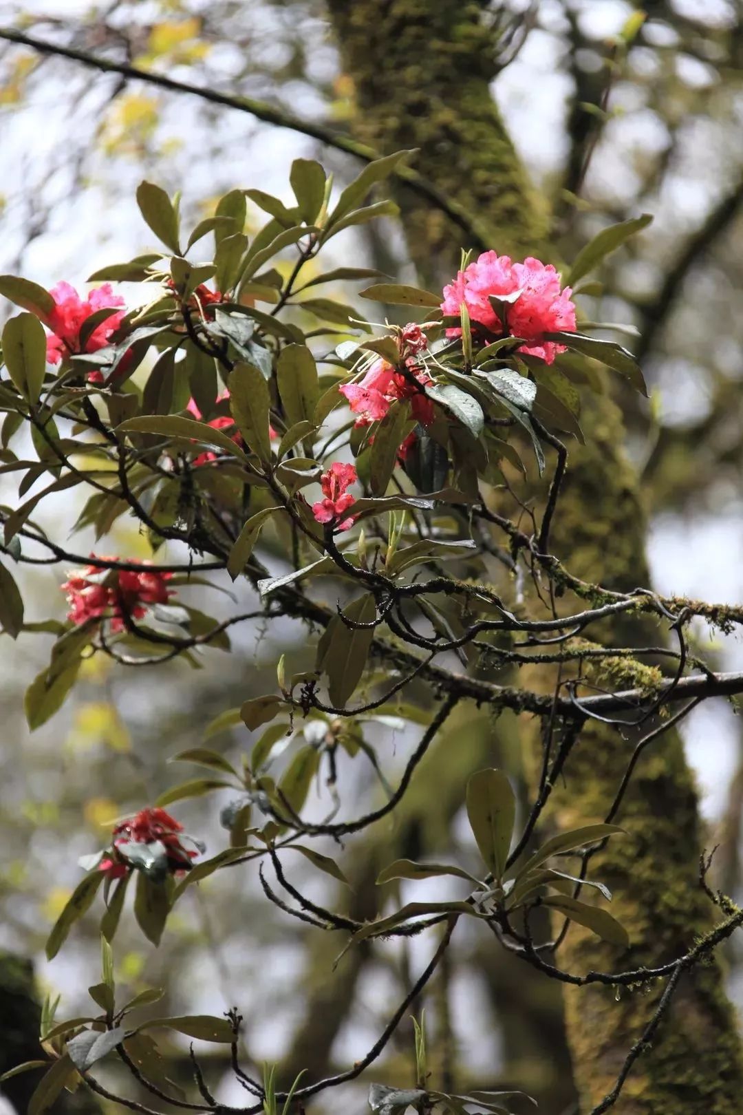 山南在哪里买手机,山南在哪里卖黄金