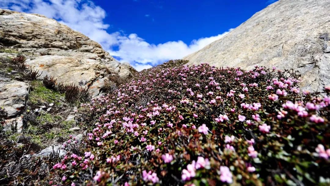 山南在哪里买手机,山南在哪里卖黄金
