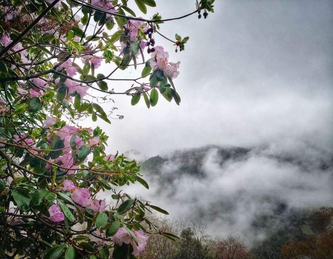 山南在哪里买手机,山南在哪里卖黄金