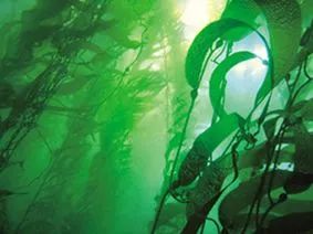 霍尼韦尔honeywell活性炭除甲醛,霍尼韦尔kj760f-p22w除甲醛怎么样