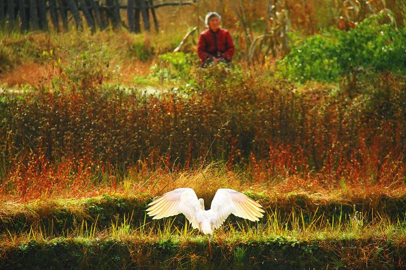 为什么美国国鸟是白头鹰,美国的国鸟和日本的国家鸟谁厉害