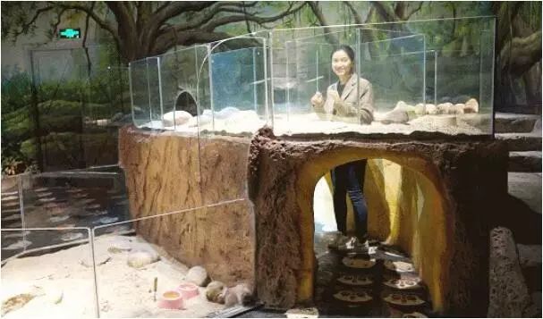 普通门票疯狂动物城,假期打卡疯狂动物城